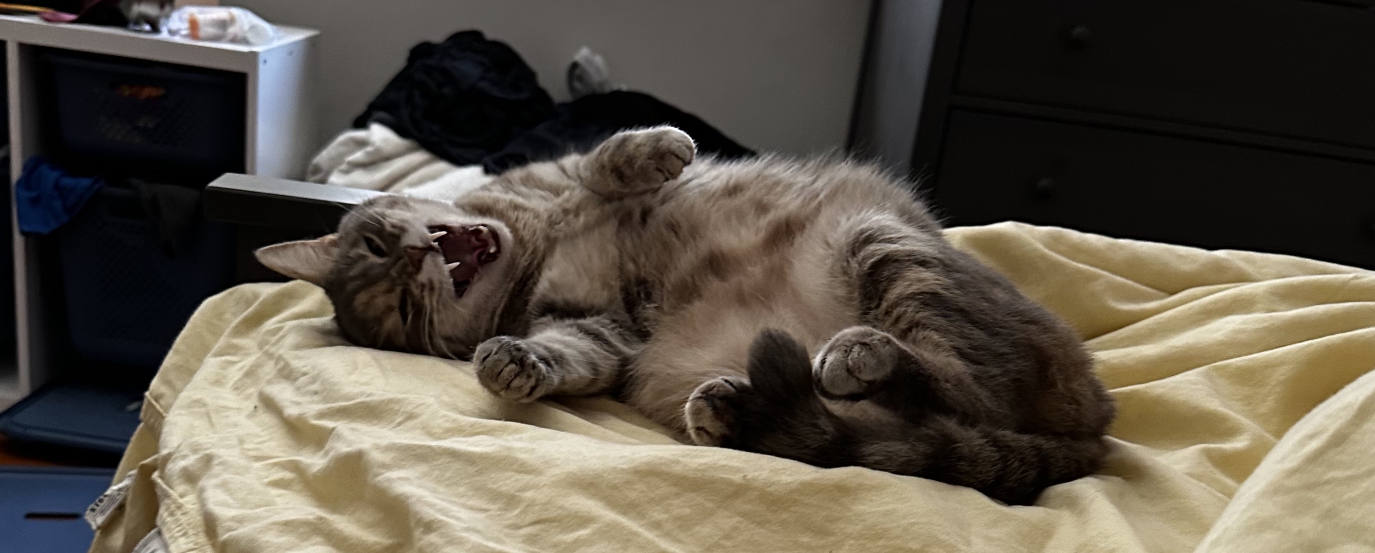 my cat hadley! shes stretching and yawning and showing her sharp teeth